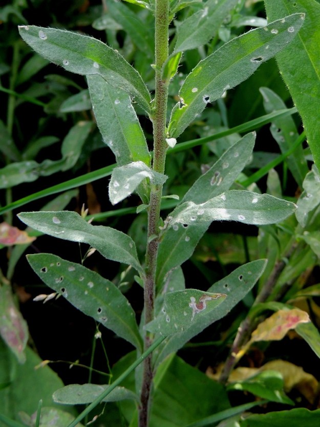 Berteroa incana - (idän)harmion lehdet ovat alimpia lukuun ottamatta ruodittomat ja lähinnä suikeat. Kaikki lehdet ovat lähes tai aivan ehytlaitaiset ja tähtikarvaisuuden lisäksi reunoiltaan myös lyhyesti hapsikarvaiset. Ne ovat tavallisesti noin 1,5-7 cm pitkät ja leveimmältä kohtaa noin 0,3-1,5 cm leveät. U, Helsinki, Suomenlinna, Susisaari, Kustaanmiekka, länsilaidan tykkivallit, 2.7.2013. Copyright Hannu Kämäräinen.