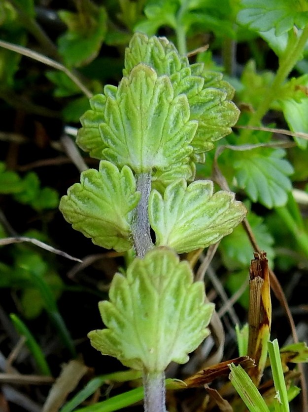 Euphrasia bottnica - perämerensilmäruohon lehtiruoti on enintään 1 mm pitkä. Lapa on tavallisesti noin 2-7 mm pitkä ja leveimmältä kohtaa noin 1,5-5 mm leveä. Kukattomien varsilehtien tyvi on yleensä pyöreähkö, mutta varsinkin ylempien kukkien tukilehdillä se on suorahko tai herttamainen. KP, Siikajoki, Tauvo, Tauvonniemi, itäranta, Merikylänlahden rantaniitty ja laidunalue Ulkonokanhietikon eteläpuolella, luonnonsuojelualue, 17.7.2021. Copyright Hannu Kämäräinen.