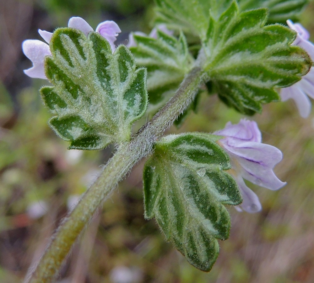 Euphrasia stricta - ketosilmäruohon muunnoksella, isoketosilmäruoholla, tukilehtien tyvi on lyhyesti leveän kiilamainen tai lähes suora ja kuvassa olevalla hentoketosilmäruoholla suora tai lähes herttamainen. Kuvan yksilöllä nystykarvoja on vain niukasti. Ks, Salla, Varpuselkä, Varpuselän tielenkin pohjoispäästä, ohi Tarsiolehdon (talo) lähtevä pikkutie, joka 2,0 km:n päässä ylittää pienen Kivihaaranjoen, tienlaitaruohikko sillan länsipuolella, 14.7.2015. Copyright Hannu Kämäräinen.