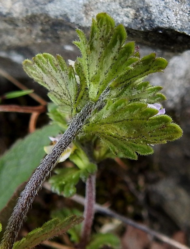 Euphrasia wettsteinii - pohjansilmäruohon kukkien tukilehdet ovat varsilehtien kaltaiset muuten, mutta ne ovat lähinnä soikean puikeahkot ja tavallisesti noin 3-8 mm pitkät sekä leveimmältä kohtaa noin 2-5 mm leveät. EnL, Enontekiö, Kilpisjärvi, Mallan luonnonpuisto, Iso-Mallan eteläinen alarinne, Kitsijoen Kitsiputouksen tyvirotko, uoman viereinen kallio, 645 m mpy, 9.7.2018. Copyright Hannu Kämäräinen.