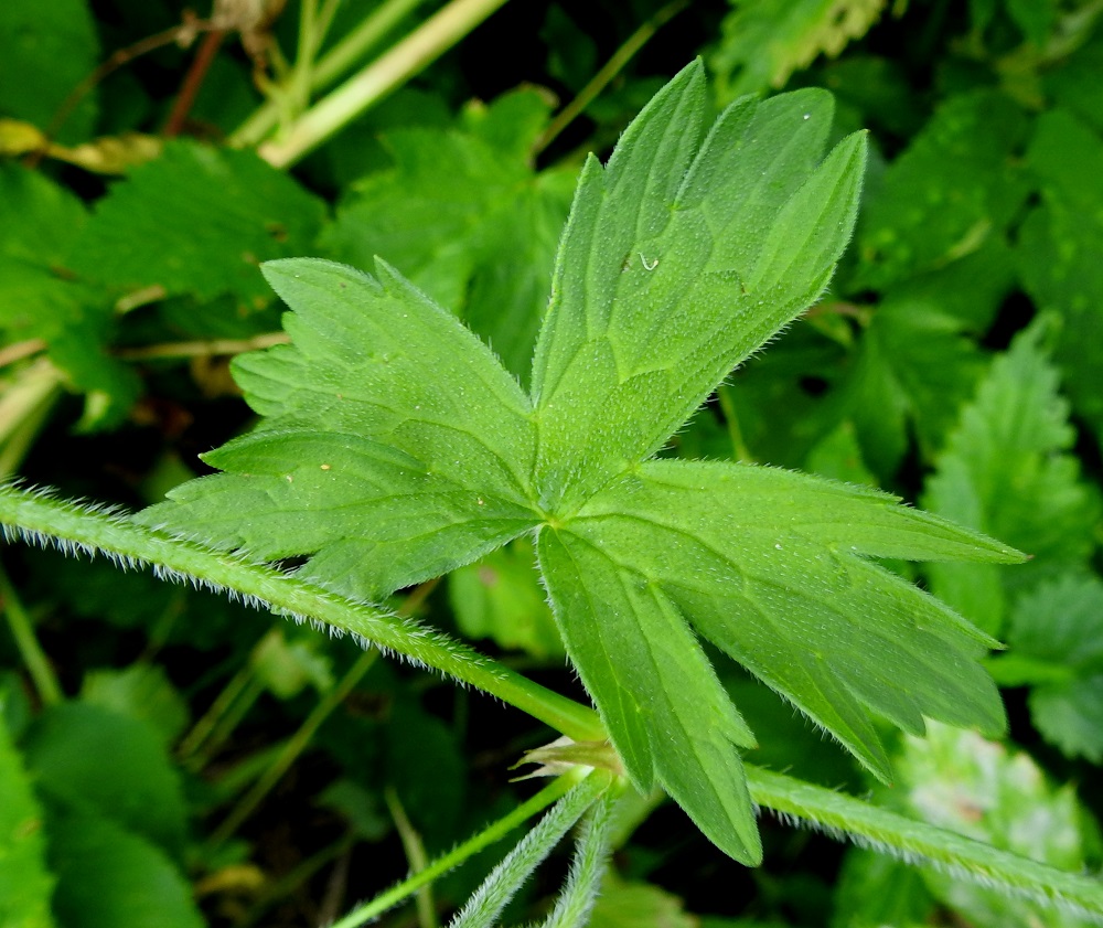 Geranium palustre - ojakurjenpolven alempien varsilehtien ruoti on yleensä noin 1-5 cm pitkä, ja ylemmät varsilehdet ovat lähes tai aivan ruodittomat. Lapa on aluslehtien kaltainen mutta pienenee latvaa kohti ja typistyy lopulta useimmiten vain kolmisormiseksi. Lehdet ovat korvakkeelliset. Korvakkeet ovat lähes kalvomaiset, ruskistuvat, kapeat ja pitkäsuippuisen teräväkärkiset sekä noin 5-10 mm pitkät. Varret ja lehtiruodit ovat siirottavasti tai usein, kuten kuvassa, alaspäisesti pitkän hapsikarvaiset. EH, Hämeenlinna, Hauho, Hyömäki, Venehtiantien laide ja laitaoja Tyrnin tilan lähistöllä, 7.7.2021. Copyright Hannu Kämäräinen.