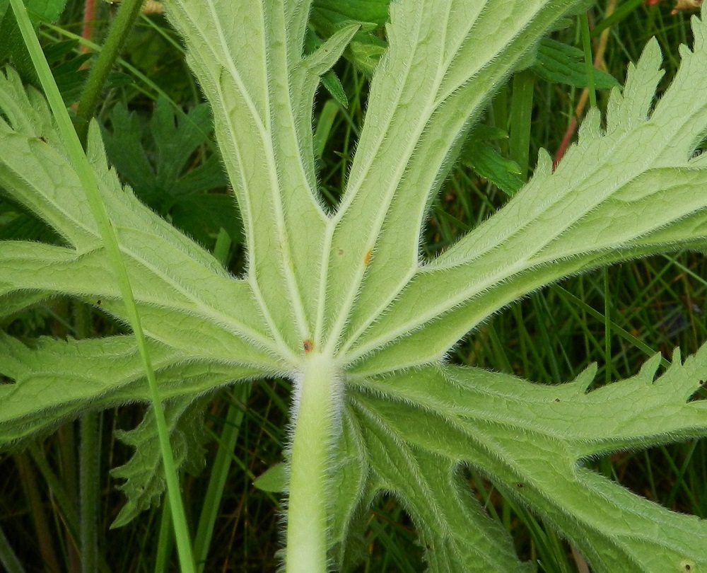 Geranium pratense - kyläkurjenpolven lehdet ovat päältä vihreät ja pinnanmyötäisesti lyhytkarvaiset sekä alta yläpuolta vaaleamman vihreät ja erityisesti suonistaan tiheästi lyhyehkökarvaiset. ES, Lappeenranta, Kesämäen kaupunginosan itäpuoli, vanhan, käyttämättömän radan penger Ratakadun sillan pohjoispuolella, 11.7.2012. Copyright Hannu Kämäräinen.