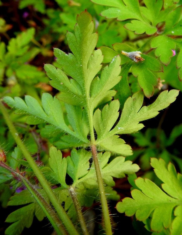 Geranium robertianum - haisukurjenpolven lehtilapa on tavallisesti noin 1,5-8 cm pitkä ja leveä. Se on alta erityisesti suonistaan pitkähkön hapsikarvainen. V, Parainen, Norrby, Kummelbergin korkeakallioinen niemi, länsilaidan jyrkästi mereen laskeva rantakallio, 13.6.2021. Copyright Hannu Kämäräinen.