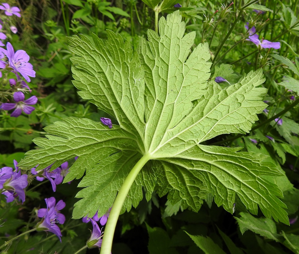 Geranium sylvaticum - metsäkurjenpolven lehtilapa on alta yläpuolta vaaleamman vihreä. Se on molemmin puolin pehmeäkarvainen. Karvoitus on tiheintä lavan reunoissa ja alapinnan suonissa. EH, Hämeenlinna, Loimalahti, Hirsimäki, Louhoksentien metsäinen laide, 18.6.2017. Copyright Hannu Kämäräinen.