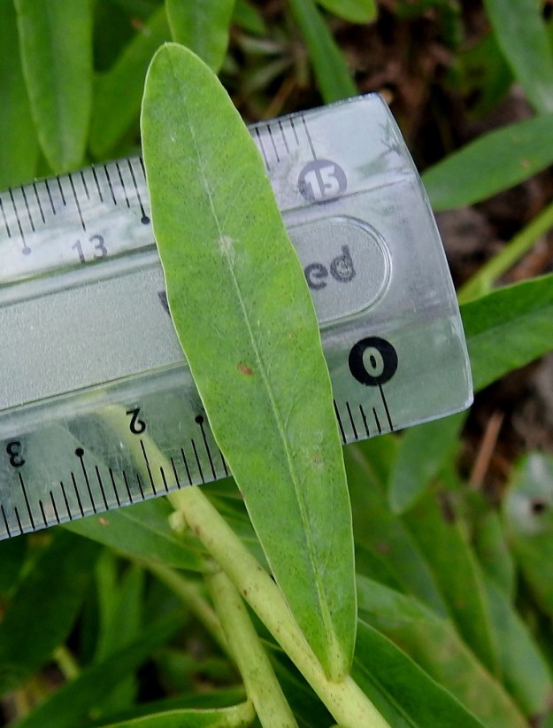 Euphorbia esula subsp. esula - lännenkenttätyräkin varsilehdet ovat kielimäiset tai kapean kielimäiset, selvästi tyveä kohti kapenevat ja pyöreä- tai tylppäkärkiset. Ne ovat noin 0,7-1,3 cm leveät ja enintään noin kuusi kertaa leveytensä pituiset. Kuvan lehti on neljä ja puoli kertaa leveytensä pituinen. EH, Hämeenlinna, Majalahti, Louhoksentien varren maanläjitysalue, eteläpään laitarinteen yläosa, 24.8.2024. Copyright Hannu Kämäräinen.