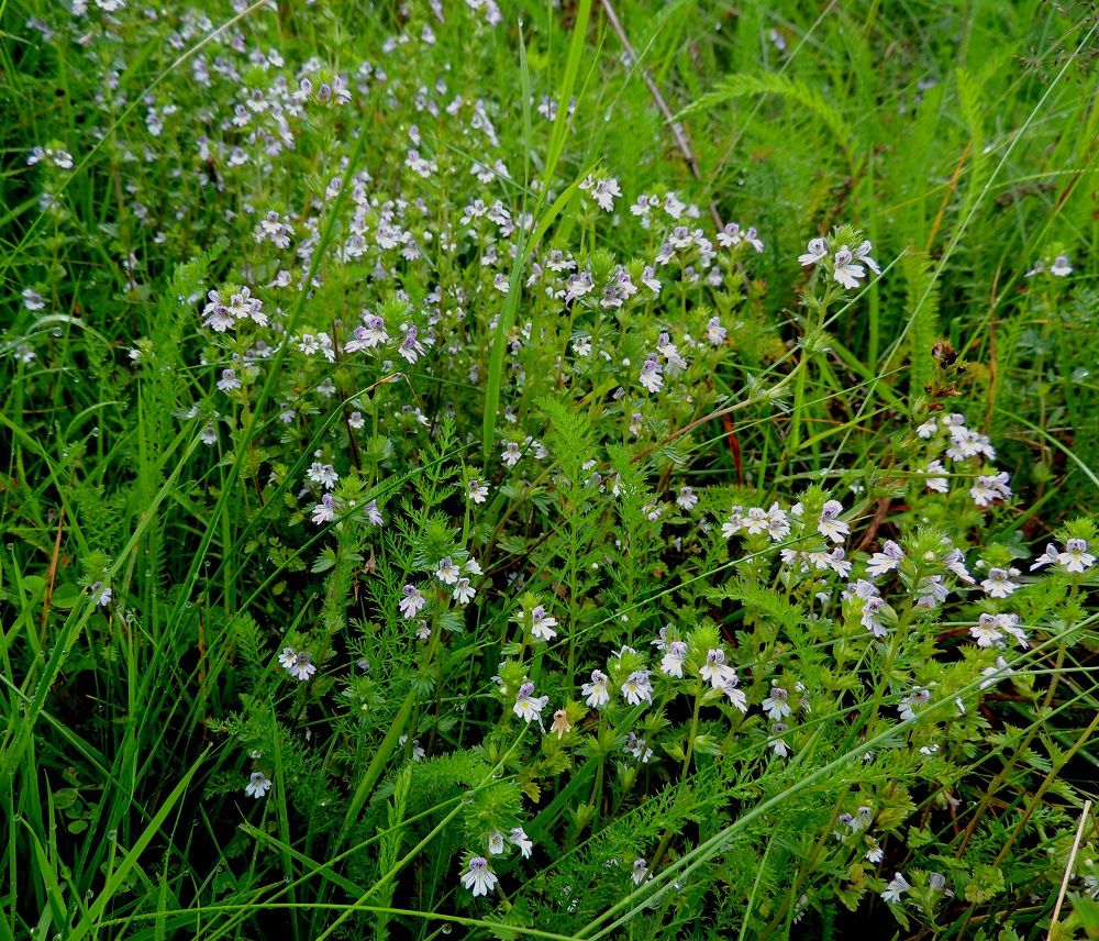 Euphrasia stricta - ketosilmäruoho on Suomessa muinaistulokas. Lajin esiintymisalue kattaa kaikki eliömaakunnat, ja se on yleinen lähes koko maassa ollen vain Enontekiön ja Inarin Lapin eliömaakunnissa harvinainen. Isoketosilmäruohon vakinainen esiintymisalue yltää etelästä päin Kittilän ja Sompion Lapin eliömaakuntiin saakka, ja se on lähes kaikkialla yleinen. Hentoketosilmäruohoa tavataan kaikissa eliömaakunnissa, mutta Oulun Pohjanmaan ja Kainuun eliömaakuntien eteläpuolella se on harvinainen ja edelleen harvinaistunut. Lajin kasvupaikkoina ovat lähinnä niityt, kalliokedot, laitumet, pientareet, tienvarret, pihat ja joutomaat sekä rannat. PeP, Pello, Mämmilä, Tornionjoki, Korpikoski Torniontien (tie E8/21) varressa, rantapenkka levähdysalueen kohdalla, 20.7.2013. Copyright Hannu Kämäräinen.