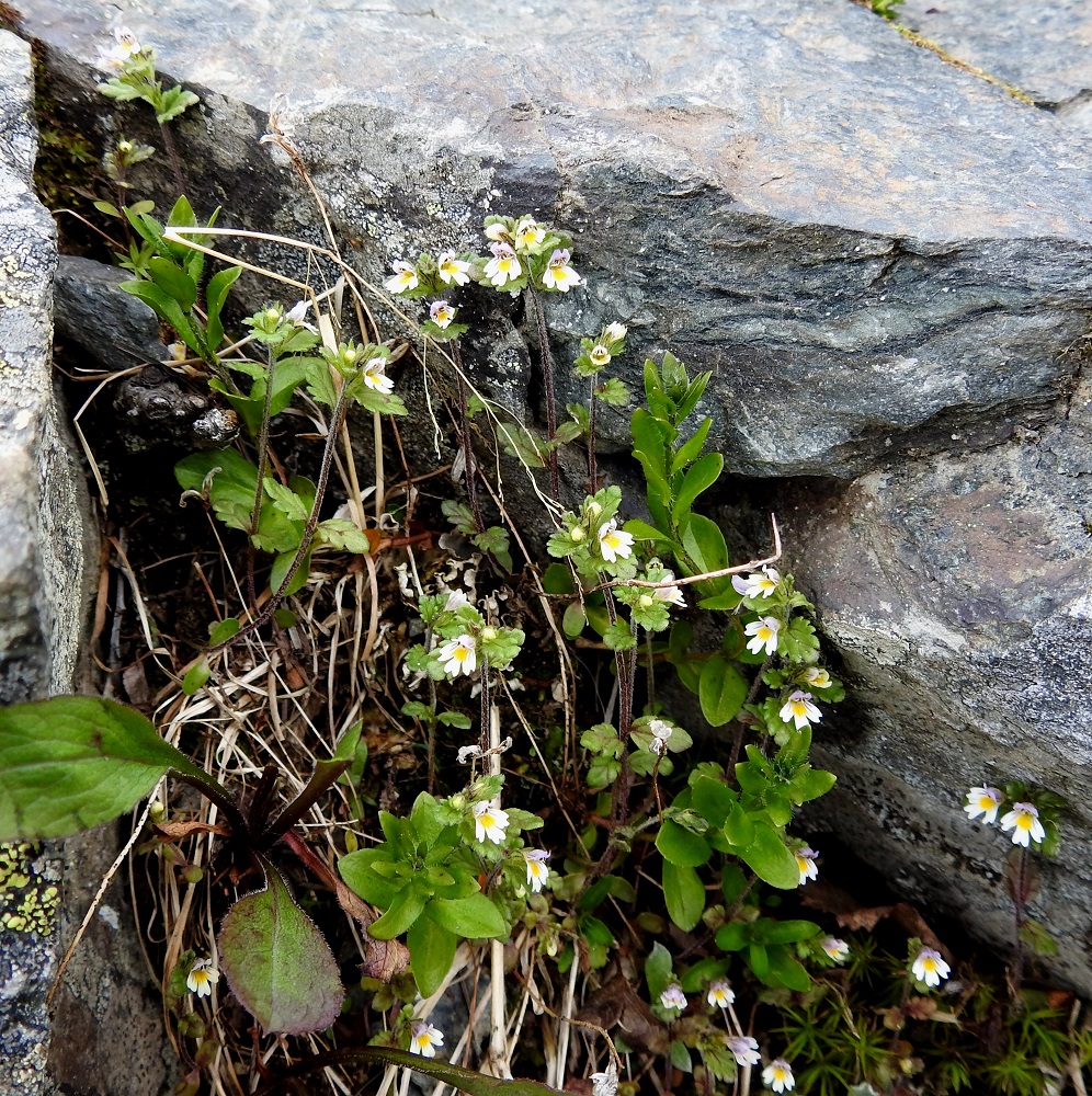 Euphrasia wettsteinii - pohjansilmäruoho muunnoksineen on Suomessa alkuperäinen. Lajin esiintymisalue yltää pohjoisesta päin Oulun Pohjanmaan ja Kainuun eliömaakuntiin saakka sekä Pohjanlahden rannikkoa myöten Ahvenanmaan ja Varsinais-Suomen eliömaakuntiin ja edelleen Suomenlahden rannikkoa myöten Etelä-Karjalan eliömaakuntaan saakka. Laji on Pohjois-Suomessa yleinen tai yleisehkö. Kasvupaikkoina ovat lähinnä tunturipaljakan niityt, soraikot, purojen ja norojen laiteet, rinnesuot ja -soistumat sekä metsävyöhykkeen niityt, pientareet, merenrannat ja muut ranta-alueet, lähdesuot, tienvarret, asutuksen lähialueet ja pihat. EnL, Enontekiö, Kilpisjärvi, Mallan luonnonpuisto, Iso-Mallan eteläinen alarinne, Kitsijoen Kitsiputouksen tyvirotko, uoman viereinen kallio, 645 m mpy, 9.7.2018. Copyright Hannu Kämäräinen.