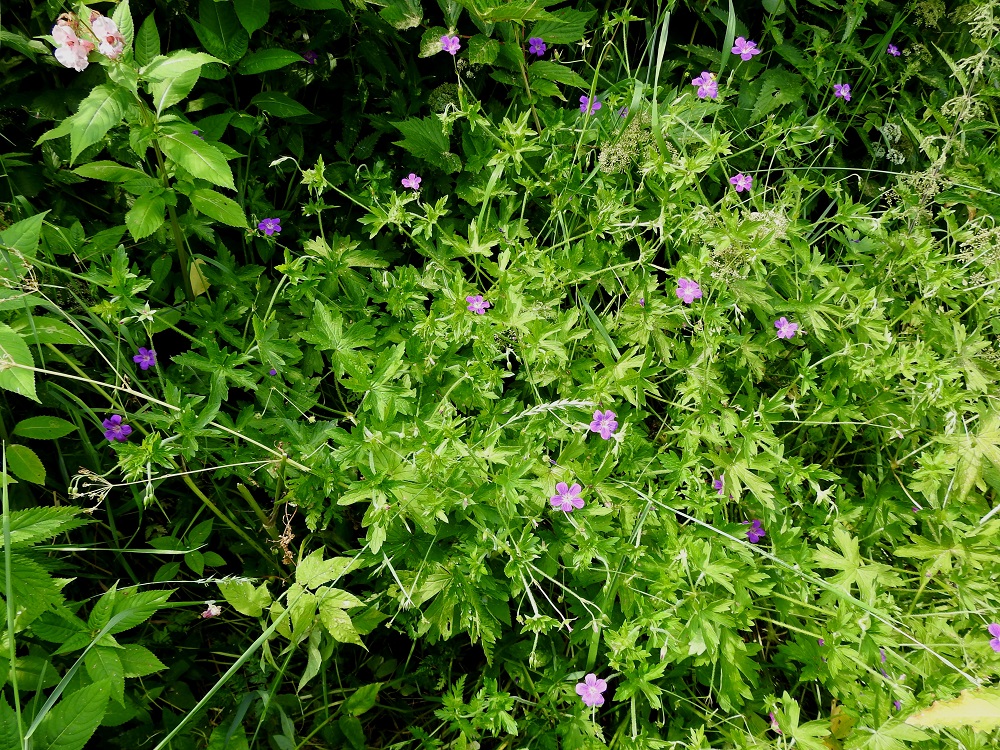 Geranium palustre - ojakurjenpolvi on harvinainen tai hyvin harvinainen, alkuperäinen laji Suomessa Ahvenanmaan, Varsinais-Suomen, Uudenmaan, Etelä-Karjalan, Etelä-Hämeen ja Etelä-Savon eliömaakunnissa. Muutamia uustulokas- tai viljelykarkulaishavaintoja on joistakin muistakin eliömaakunnista. Kasvupaikkoina ovat lähinnä kosteat niityt, ojat ja pensaikot sekä tulokas- tai karkulaiskasvustoissa asutuksen lähiseudut, teollisuusalueet ja satamat. Kuvassa ovat seuralaisina mm. etelännokkonen, Urtica dioica subsp. dioica ja muita lajeja tieltään työntävä jättipalsami, Impatiens glandulifera. EH, Hämeenlinna, Hauho, Hyömäki, Venehtiantien laide ja laitaoja Tyrnin tilan lähistöllä, 7.7.2021. Copyright Hannu Kämäräinen.