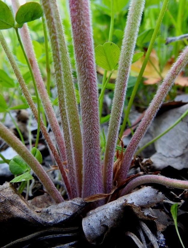 Geranium pratense - kyläkurjenpolven varret ja aluslehtien ruodit ovat vihreä- tai punasävyiset ja tiheäkarvaiset. Varret ovat tyviosasta lähes liereät sekä ylempää tylppäsärmäiset. Karvat ovat erityisesti alaosassa alaspäisiä tai lähes siirottavia hapsikarvoja. EK, Kotka, Halla, saaren eteläosan puuvarastoalue, ajouran laide, 27.6.2020. Copyright Hannu Kämäräinen.