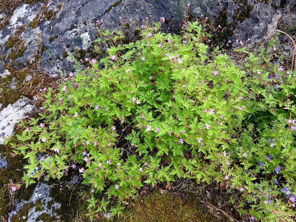 Geranium robertianum - haisukurjenpolven siemenistä suuri osa varisee emokasvin lähituntumaan ja synnyttää sopivilla paikoilla tiheitä ja laajojakin kasvustoja. Laji on alkuperäinen Suomessa ja yleinen Ahvenanmaan, Varsinais-Suomen ja Uudenmaan eliömaakunnissa, yleisehkö Etelä-Karjalan, Satakunnan ja Etelä-Hämeen eliömaakunnissa sekä harvinainen tai harvinaisehko Etelä-Savon, Etelä-Pohjanmaan, Pohjois-Hämeen ja Pohjois-Savon eliömaakunnissa. Tulokkaana siitä on joitakin havaintoja muualtakin. Kasvupaikkoina ovat lähinnä kallioalueet, rantasomerikot, rantalehdot, sammaleiset lehtokivikot ja lohkareikot. V, Parainen, Norrby, Kummelbergin korkeakallioinen niemi, länsilaidan jyrkästi mereen laskeva rantakallio, 13.6.2021. Copyright Hannu Kämäräinen.