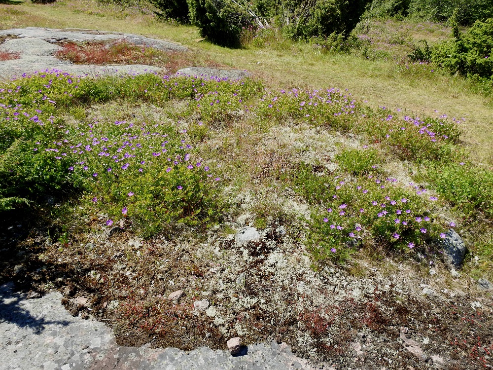 Geranium sanguineum - verikurjenpolvi on kalkinsuosija. Luonnon kasvupaikkoina ovat lähinnä paahteiset kalliokedot, rantakallioalueiden laiteet, kivikkoiset rinteet, kuivat lehdesniityt ja metsänreunat. 10.7.2017. Copyright Hannu Kämäräinen.