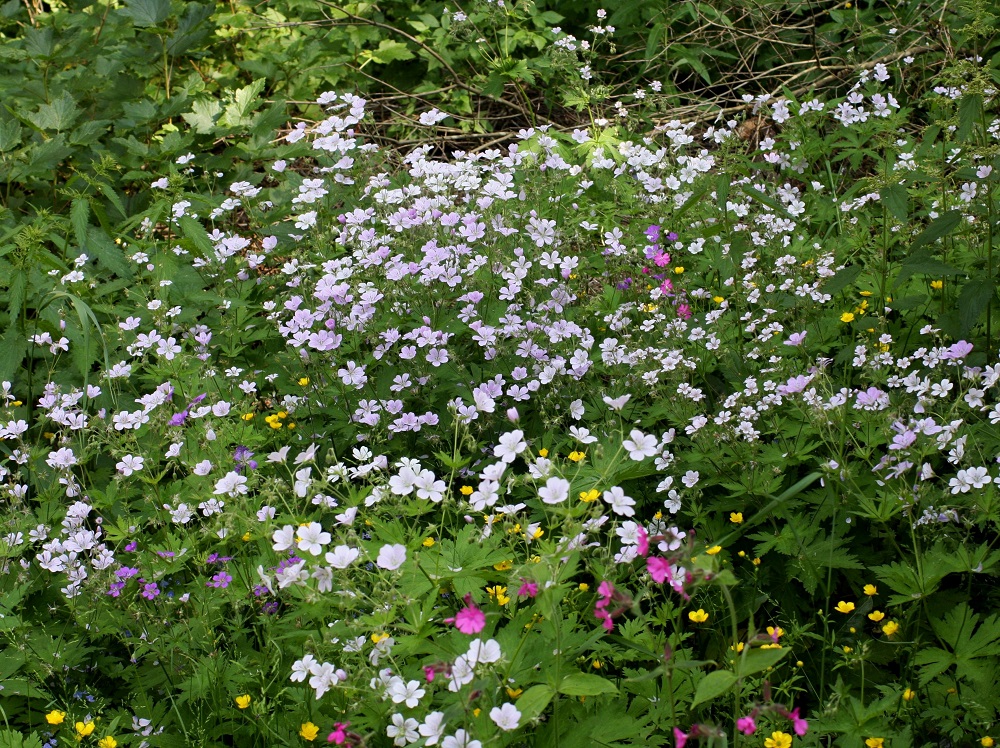 Geranium sylvaticum - metsäkurjenpolven kasvusto on muotomielessä hyvin harvoin yhtä täydellinen kuin oheisessa kuvassa, jossa enemmistönä ovat vaaleansinipunertavat ja valkoiset yksilöt. Yleisintä, tummahkon sinipunaista tyyppiä on vain pari vartta. Kuin pisteenä iin päällä kuvan vasemmassa alalaidassa on myös yksi yksilö pieniteriöistä ja vain emikukkaista muotoa. Seuralaisina ovat mm. puna-ailakki ja etelännokkonen, Urtica dioica subsp. dioica. PS, Kiuruvesi, keskustan länsilaita, Korkeakangas, omakotialue, Kankaantien pihamaan laide, 29.6.2009. Copyright Hannu Kämäräinen.