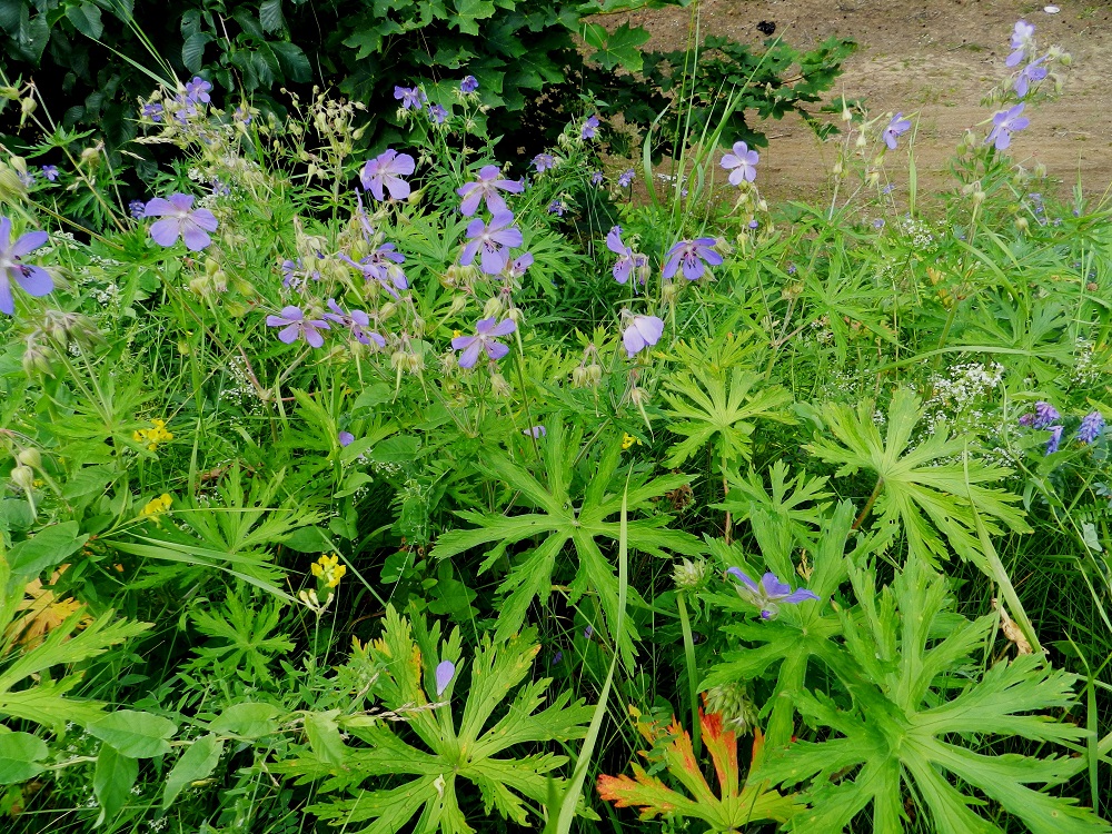 Geranium pratense - kyläkurjenpolvi on vakiintunut viljelykarkulainen tai tulokas, josta on havaintoja etelästä päin Kittilän ja Sompion Lapin eliömaakuntiin saakka. Havaintoja on Etelä-Suomessa enemmän ja pohjoisempana vähemmän. Oulun Pohjanmaan ja Kainuun eliömaakuntien pohjoispuolella havainnot ovat yksittäisiä. Suomalaisen lajinimen mukaisesti kasvupaikat sijoittuvat asutuksen lähialueille, niityille, metsäreunoihin, pientareille, joutomaille, tien- ja radanvarsille, pihojen ja puistojen laiteille sekä teollisuus-, varasto- ja satama-alueille. ES, Lappeenranta, Kesämäen kaupunginosan itäpuoli, vanhan, käyttämättömän radan penger Ratakadun sillan pohjoispuolella, 11.7.2012. Copyright Hannu Kämäräinen.
