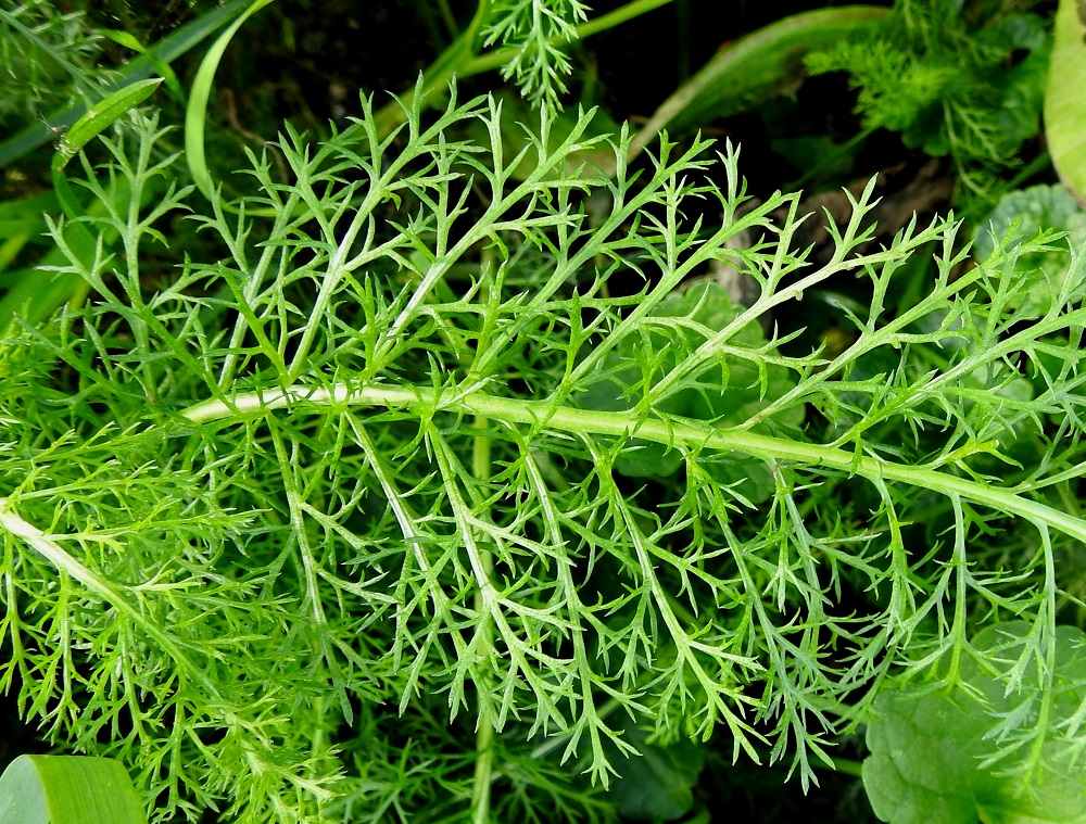 Achillea millefolium ssp. millefolium - etelänsiankärsämön lehtiliuskat ovat kapeita, keskenään aika samanlaisia ja eri suuntiin harittavia. Uloimmat liuskat ovat kapeansuikeat, kapeanpuikeat tai hammasmaiset ja suipon teräväkärkiset sekä otapäiset. Ne ovat useimmiten noin 1-4 mm pitkät. EH, Hämeenlinna, Voutila, Sammontien ja Louhentien kulmaus, tienlaitaruohikko, 6.8.2024. Copyright Hannu Kämäräinen.