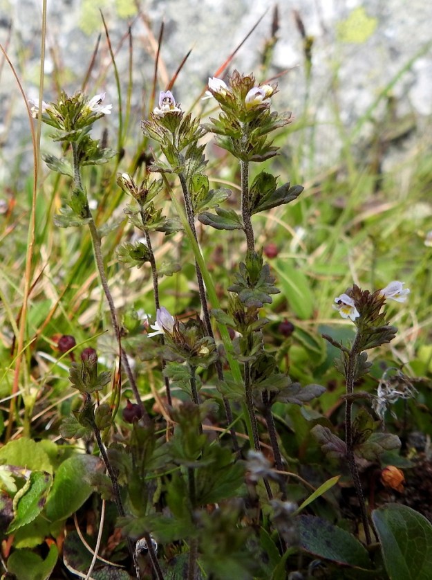 Euphrasia wettsteinii - pohjansilmäruoho on yksivuotinen, pysty ja tavallisesti noin 5-20 cm korkea ruoho ja puoliloinen. Varsi on haaraton tai niukkahaarainen ja vihertäväsävyinen tai punaruskea. Kuvassa on kolmimuunnoksisen lajin nimimuunnos, turjansilmäruoho, var. wettsteinii, jonka varren nivelvälit ovat toista pohjoista muunnosta, lapinsilmäruohoa, var. palustris, lyhyemmät eli lehtiä on varrella tiheämmin. EnL, Enontekiö, Kilpisjärvi, Saanan koillispuoli, Saanajärven pohjoispäähän laskevan puron isojen kivien peittämä purouoma ja laiteet, n. 700 m mpy, 18.7.2023. Copyright Hannu Kämäräinen.