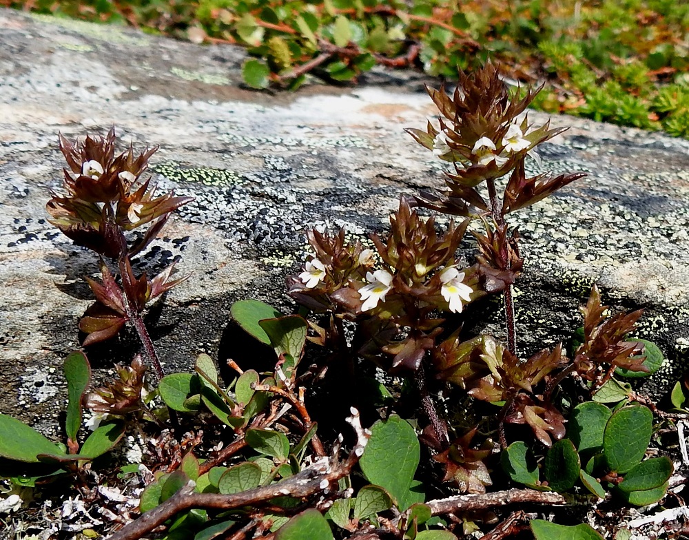 Euphrasia salisburgensis - otasilmäruoho on yksivuotinen, pysty ja tavallisesti noin 3-15 cm korkea ruoho ja puoliloinen. Norja, Tr, Kåfjord, Birtavarresta lähtevän Guolásveienin loppupään varsi Haltiantien risteyksen pohjoispuolella, tien laidalta nouseva harjannealue, n. 820 m mpy, 17.7.2023. Koko kuvasarja on samalta kasvupaikalta. Copyright Hannu Kämäräinen.