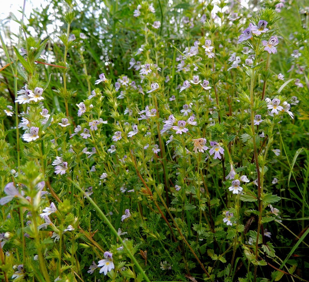 Euphrasia stricta - ketosilmäruoho on yksivuotinen, pysty ja tavallisesti noin 5-20 cm korkea ruoho. Varsi on toisella Suomessa esiintyvällä muunnoksella, isoketosilmäruoholla, var. brevipila, usein runsashaarainen. Toisella muunnoksella, hentoketosilmäruoholla, var tenuis, varsi on haaraton tai niukkahaarainen. PeP, Pello, Mämmilä, Tornionjoki, Korpikoski Torniontien (tie E8/21) varressa, rantapenkka levähdysalueen kohdalla, 20.7.2013. Copyright Hannu Kämäräinen.