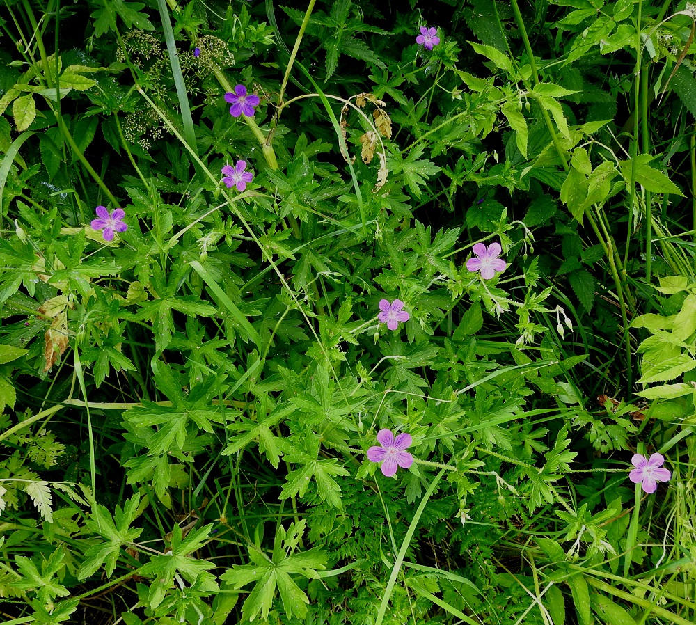 Geranium palustre - ojakurjenpolvi on monivuotinen, yleensä monivartinen ja rento ruoho, jonka kukinto on varren ja haarojen latvassa hyvin harsun viuhkomaisesti. EH, Hämeenlinna, Hauho, Hyömäki, Venehtiantien laide ja laitaoja Tyrnin tilan lähistöllä, 7.7.2021. Copyright Hannu Kämäräinen.