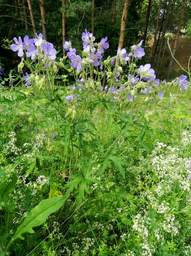 Geranium pratense - kyläkurjenpolvi on monivuotinen, yleensä monivartinen ja pysty ruoho, joka on tavallisesti noin 30-70 cm korkea, mutta joskus pituutta voi olla jopa metrin verran. Kuvassa on seuralaisena mm. paimenmatara, Galium album. ES, Lappeenranta, Kesämäen kaupunginosan itäpuoli, vanhan, käyttämättömän radan penger Ratakadun sillan pohjoispuolella, 11.7.2012. Copyright Hannu Kämäräinen.