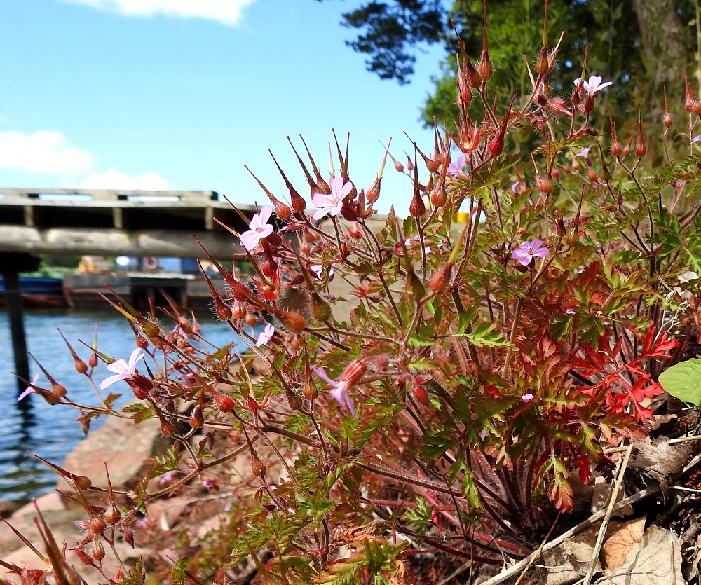 Geranium robertianum - haisukurjenpolvi on yksi- tai useimmiten kaksivuotinen, yksi- tai monivartinen ja pysty, koheneva tai rento ruoho, joka on tavallisesti noin 15-40 cm korkea tai pitkä ja varsiltaan monihaarainen. Se on yleisväriltään vihreä tai aurinkoisilla paikoilla punertuva ja lähes kauttaaltaan nystykarvainen. Nystykarvoista erittyy suomalaisen nimen mukainen tympeä haju. A, Maarianhamina, Länsisatama, Svibyvikenin itäranta, Badhusbergetin tyvi, Sjöpromenaden-rantatien ja merenrannan välinen, kivikkoinen rantapenger, 12.6.2024. Copyright Hannu Kämäräinen.