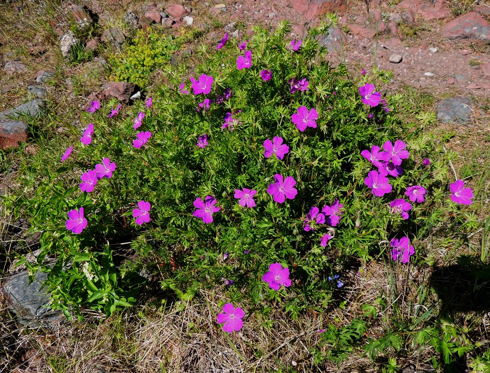 Geranium sanguineum - verikurjenpolvi on monivuotinen, yleensä monivartinen ja pysty tai koheneva ruoho, jonka juurakko on vankka ja vaakatasossa levittäytyvä synnyttäen laajojakin kasvustoja. Kuvassa kasvuston vasemmassa reunassa on seuralaisena kalliokäärmeenpistonyrtti, Vincetoxicum hirundinaria. A, Lemland, eteläpää, Björkö, Herröskatanin luonnonsuojelualue, niemen kallioketo- ja merenrantakallioalue, 8.6.2014. Ellei toisin mainita, kuvat ovat tältä samalta kasvualueelta. Copyright Hannu Kämäräinen.