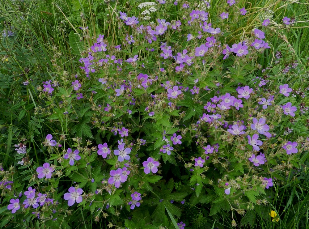 Geranium sylvaticum - metsäkurjenpolvi on monivuotinen laji, jonka juurakko on vankka ja vaakasuoraan levittäytyvä muodostaen kasvullisesti tiheitäkin varsikkoja. Kuvassa on seuralaisena mm. niittyaitovirna, Vicia sepium subsp. montana. EH, Hämeenlinna, Vuorentaka, Rääpiälä, Marssitien ja Nukarintien kulmauksessa olevan peltoalueen piennar, 11.6.2012. Copyright Hannu Kämäräinen.