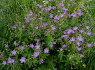 Geranium Sylvaticum Mets kurjenpolvi Pohjolan Kasvien Pauloissa