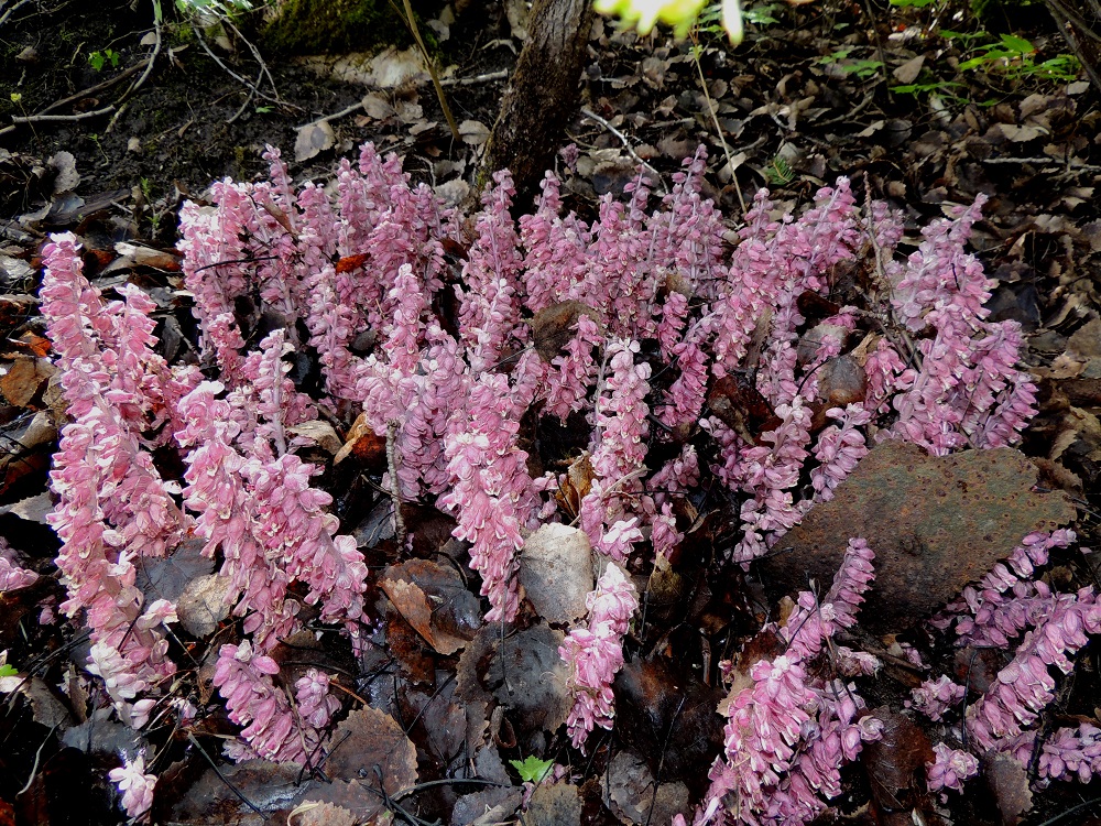 Lathraea squamaria - (pähkinä)suomukka on lehtivihreätön täysloinen, joka vankan ja voimakkaastikin haarovan juuristonsa avulla muodostaa tiheitä ja laajempiakin varsiryhmiä. V, Kemiönsaari, Dragsfjärd, Taalintehdas, Sabbels, Vaktkojsbergenin kallioalueen laiteessa oleva, pieni pähkinälehto, jossa yli 1500 kukkavartta, 14.5.2015. Ellei toisin mainita, kuvat ovat tältä samalta kasvupaikalta. Copyright Hannu Kämäräinen.