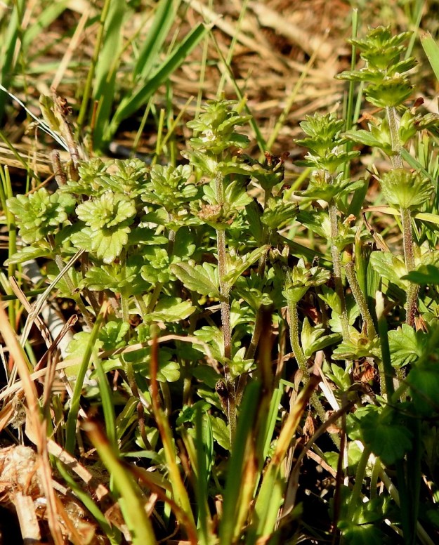 Euphrasia bottnica - perämerensilmäruoho on Suomessa alkuperäinen, ja sen yhtenäinen esiintymisalue on Keski-Pohjanmaan, Oulun Pohjanmaan ja Perä-Pohjanmaan eliömaakuntien rannikolla. Se on esiintymisalueellaan harvinaisehko. Kasvupaikkana ovat Perämeren rantaniityt. Laji kasvaa myös Ruotsissa Perämeren rantaniityillä. Se on kotoperäinen Perämeren rannoilla. KP, Siikajoki, Tauvo, Tauvonniemi, itäranta, Merikylänlahden merenrantaniitty ja laidunalue Ulkonokanhietikon eteläpuolella, luonnonsuojelualue, 17.7.2021. Copyright Hannu Kämäräinen.