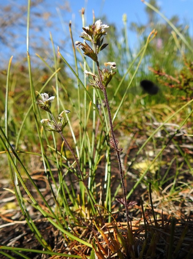 Euphrasia wettsteinii - pohjansilmäruohon alimmat kukat ovat varren ensimmäisessä, toisessa tai kolmannessa nivelessä. Kuvassa on vain Kittilän Lapin ja Enontekiön Lapin eliömaakunnissa kasvava muunnos, lapinsilmäruoho, jonka varren nivelvälit ovat hyvin pitkät eli lehdet ovat harvassa. Lapinsilmäruohon varsilehdet ovat pienet, kiilatyviset ja yleensä punaruskeat. Versot ovat hennot, lähes aina haarattomat ja enintään noin 15 cm korkeat. KiL, Muonio, Olostunturi, lakialueen länsiosa, luonnonsuojelualueen etelälaita, tihkuvetinen tupasluikkaa, Trichophorum cespitosum, kasvava rinne lakialueen avokallion alalaidassa, 465 m mpy, 11.7.2018. Copyright Hannu Kämäräinen.