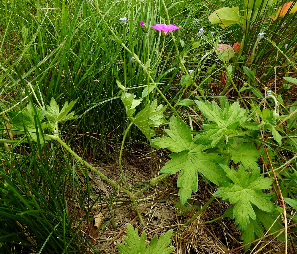 Geranium palustre - ojakurjenpolvi on harittavahaarainen ja tavallisesti noin 30-60 cm pitkä. Kukat ovat haaroissa pareittain. V, Turku, Peltolan ja Huhkolan välinen alue, Skanssinkadun eteläpää, tien laitaoja, 25.6.2019. Copyright Hannu Kämäräinen.