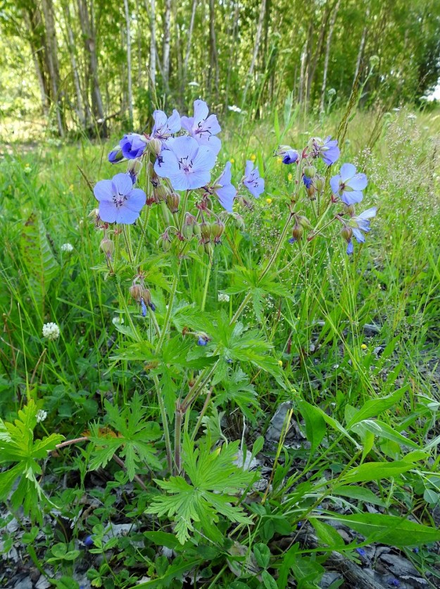 Geranium pratense - kyläkurjenpolvi on Suomessa jo vanha ja monin paikoin vakiintunut viljelykarkulainen tai tulokas. Nykyisin koristekasvikäyttö lienee aika vähäistä, ja laji löytyneekin kukkapenkkejä useammin muualta asutuksen liepeiltä. Kuvan kasvupaikalla kyläkurjenpolvi on suurella todennäköisyydellä aito tulokas. Hallan saarella on pitkään varastoitu Baltiasta, erityisesti Virosta, tuotua puutavaraa, enimmäkseen koivua. Runkoihin takertuneena on alueelle saapunut kymmeniä Suomessa harvinaisia tulokkaita. EK, Kotka, Halla, saaren eteläosan puuvarastoalue, ajouran laide, 27.6.2020. Copyright Hannu Kämäräinen.