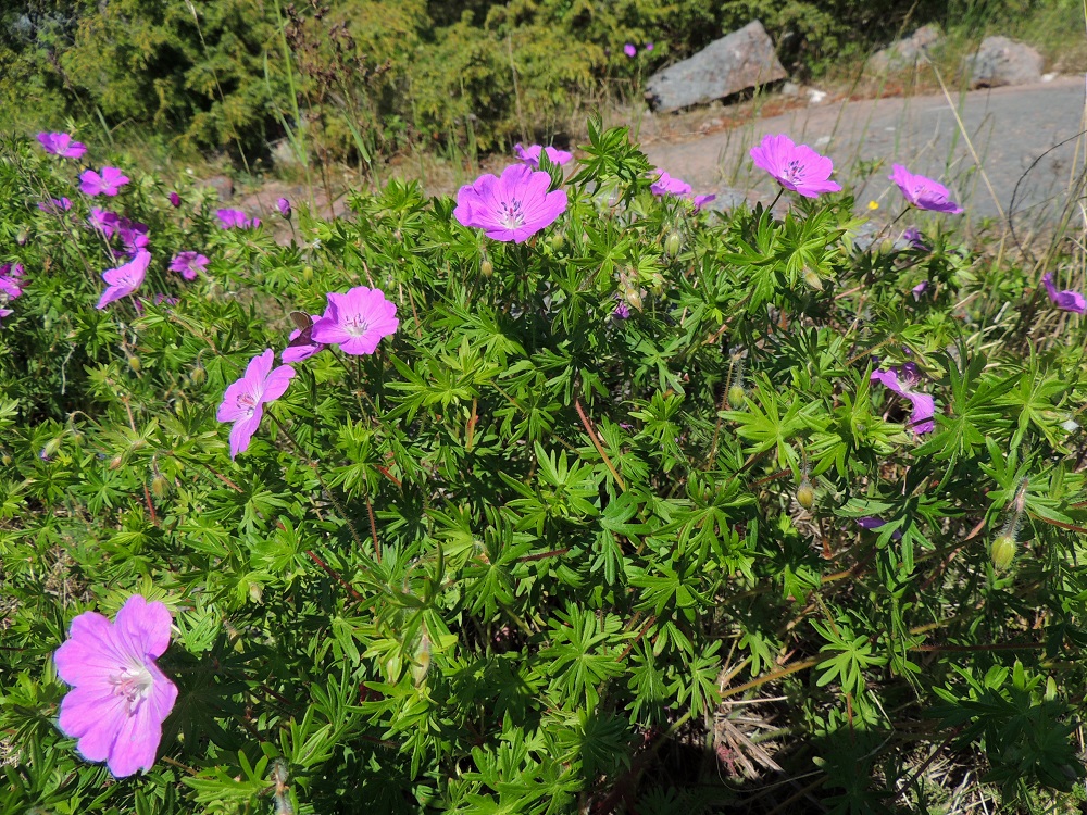 Geranium sanguineum - verikurjenpolvi on tavallisesti noin 20-50 cm korkea, ja sen varret ovat vihreäsävyiset tai punertavat. Kukinto on varren ja haarojen latvassa harsun viuhkomaisesti. 8.6.2014. Copyright Hannu Kämäräinen.