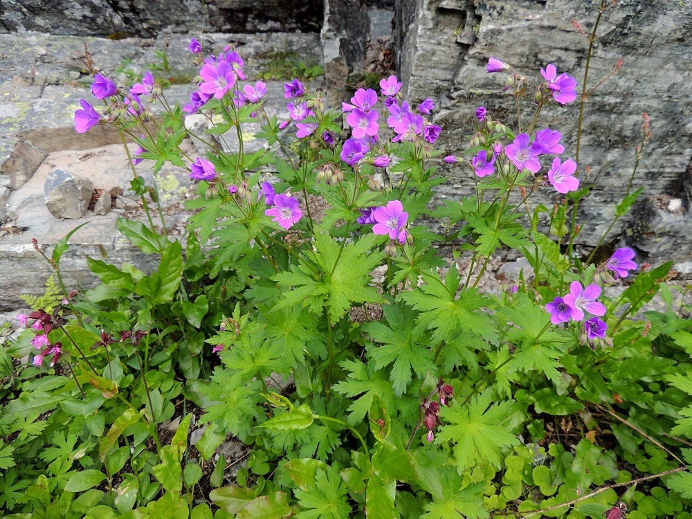Geranium sylvaticum - metsäkurjenpolvi on yleensä monivartinen, pysty ja pystyhaarainen ruoho, joka on tavallisesti noin 30-70 cm korkea. Se on Suomen yleisimpiä ja laaja-alaisimpia kukkakasveja, jota tavataan kaikissa eliömaakunnissa. Kasvupaikkoina ovat lähinnä lehdot, lehtomaiset kangasmetsät, metsänreunat, rantapensaikot ja -niityt, puronvarret, niittymaat, pientareet, tienvarret ja puistot, puutarhat, pihat sekä Lapissa myös tunturikoivikot ja -niityt. Kuvassa ovat seuralaisina mm. puna-ailakki, Silene dioica ja lapinsuolaheinä, Rumex lapponicus. EnL, Enontekiö, Kilpisjärvi, Mallan luonnonpuisto, Iso-Mallan eteläinen alarinne, Kitsijoen Kitsiputouksen tyvirotko, 650 m mpy, 19.7.2013. Copyright Hannu Kämäräinen.