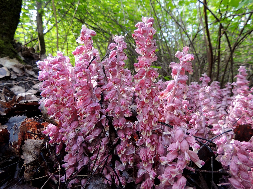 Lathraea squamaria - (pähkinä)suomukka on monivuotinen, noin 10-20 cm korkea ja möyheä ruoho, joka on yleisväriltään useimmiten vaaleanpunertava tai vaaleansinipunertava ja harvemmin lähes valkeahko. Varsi on tukeva, haaraton ja vaalea. Versot nousevat yleensä ryhminä juurakon haaroista. 14.5.2015. Copyright Hannu Kämäräinen.