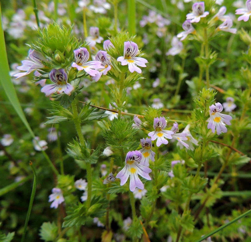 Euphrasia stricta - ketosilmäruohon kukinto on varsissa ja haaroissa tähkämäisesti. Teriö on tavallisesti vaalean sinipunainen. PeP, Pello, Mämmilä, Tornionjoki, Korpikoski Torniontien (tie E8/21) varressa, rantapenkka levähdysalueen kohdalla, 20.7.2013. Copyright Hannu Kämäräinen.