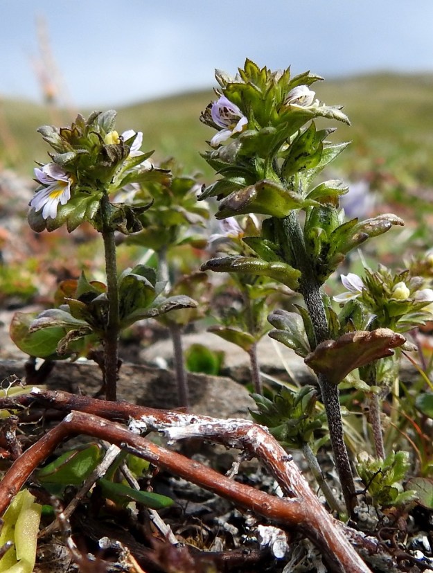 Euphrasia wettsteinii - pohjansilmäruohon nimimuunnos, turjansilmäruoho, on lyhytkasvuisenakin tanakampi kuin lapinsilmäruoho. Lehdet ovat kokoon nähden suhteessa kookkaammat ja pyöreähkötyviset. Norja, Tr, Kåfjord, Birtavarresta lähtevän Guolásveienin loppupään varsi Haltiantien risteyksen pohjoispuolella, tien laidalta nouseva harjannealue, n. 820 m mpy, 17.7.2023. Copyright Hannu Kämäräinen.