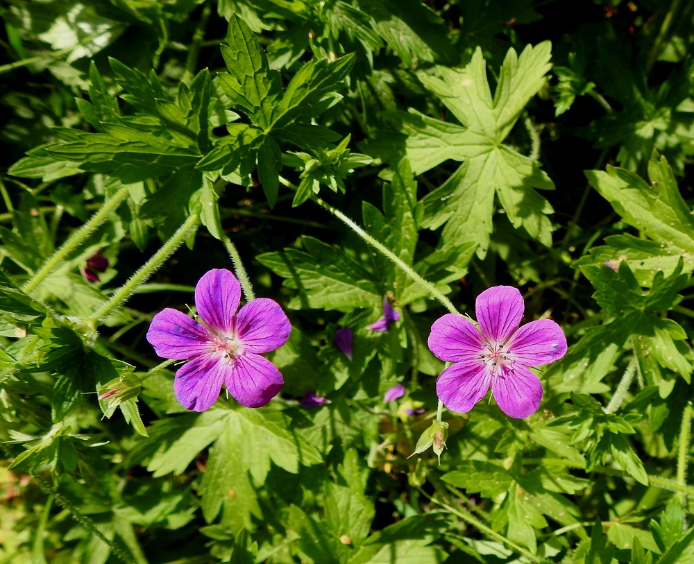Geranium palustre - ojakurjenpolven kasvustot näyttävät vähäkukkaisilta. Kukkapareistakin usein toinen on jo tiputtanut terälehtensä alas niin, ettei sitä yleisestä vihreydestä juuri erota. EH, Hämeenlinna, Hauho, Hyömäki, Venehtiantien laide ja laitaoja Tyrnin tilan lähistöllä, 7.7.2021. Copyright Hannu Kämäräinen.
