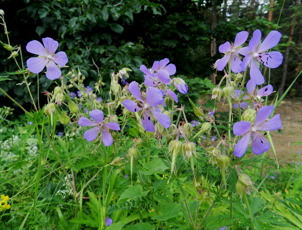 Geranium pratense - kyläkurjenpolven kukinto on varren ja haarojen latvassa viuhkomaisesti. Uloimmat kukat ovat useimmiten pareittain. ES, Lappeenranta, Kesämäen kaupunginosan itäpuoli, vanhan, käyttämättömän radan penger Ratakadun sillan pohjoispuolella, 11.7.2012. Copyright Hannu Kämäräinen.