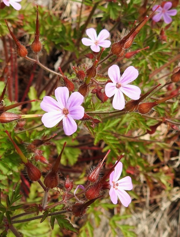 Geranium robertianum - haisukurjenpolven kukat ovat pareittain. Teriö on säteittäinen ja tavallisesti noin 10-15 mm leveä. Erillisiä terälehtiä on viisi ja joskus hyvin harvoin, kuten kuvassa, kuusikin. A, Maarianhamina, Länsisatama, Svibyvikenin itäranta, Badhusbergetin tyvi, Sjöpromenaden-rantatien ja merenrannan välinen, kivikkoinen rantapenger, 12.6.2024. Copyright Hannu Kämäräinen.