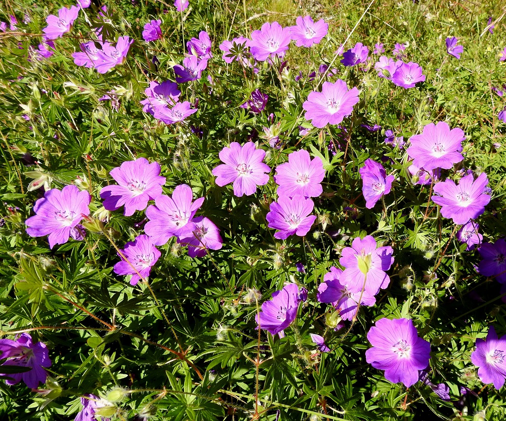 Geranium sanguineum - verikurjenpolven kukat ovat lähes aina yksittäin ja hyvin harvoin kaksittain. Kukintoperä on nuppuvaiheessa kärkiosastaan nuokkuva ja kukintavaiheessa pysty sekä tavallisesti noin 5-10 cm pitkä. 10.7.2017. Copyright Hannu Kämäräinen.