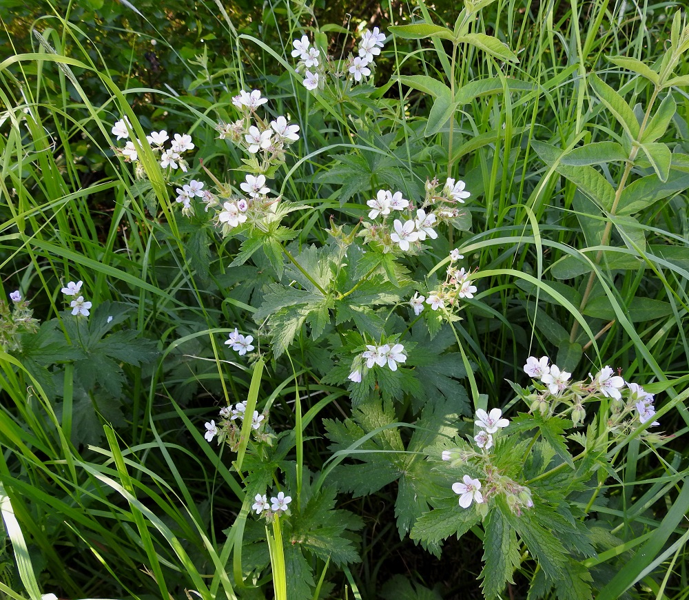 Geranium sylvaticum - metsäkurjenpolvi on kurjenpolvilajeista selvästi monimuotoisin. Kuten kuvasarjakin osoittaa, teriöiden väri ja koko vaihtelevat suuresti. Kuvassa on pienikukkainen muoto, jolle on aikanaan annettu nimeksi f. parviflorum, joka tarkoittaa juuri pienikukkaisuutta. ES, Kouvola, Kurvi, Valkealanväylän itäpuolisen Suursuonojan laide raviradan pohjoispuolisen sorakentän laidassa, 9.6.2018. Copyright Hannu Kämäräinen.