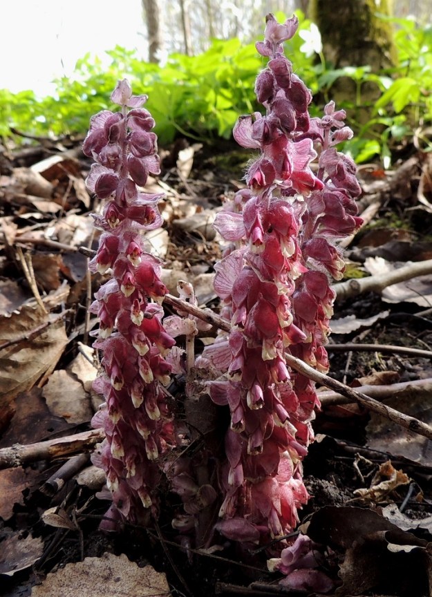 Lathraea squamaria - (pähkinä)suomukan kukinto on tähkämäinen terttu, joka on runsas- ja tiheäkukkainen sekä usein täyttää jopa koko näkyvän varren mitan. Kukkavarsien lisäksi laji kasvattaa usein myös maansisäisiä, pieniteriöisiä ja umpisiittoisia kukkia. 14.5.2015. Copyright Hannu Kämäräinen.