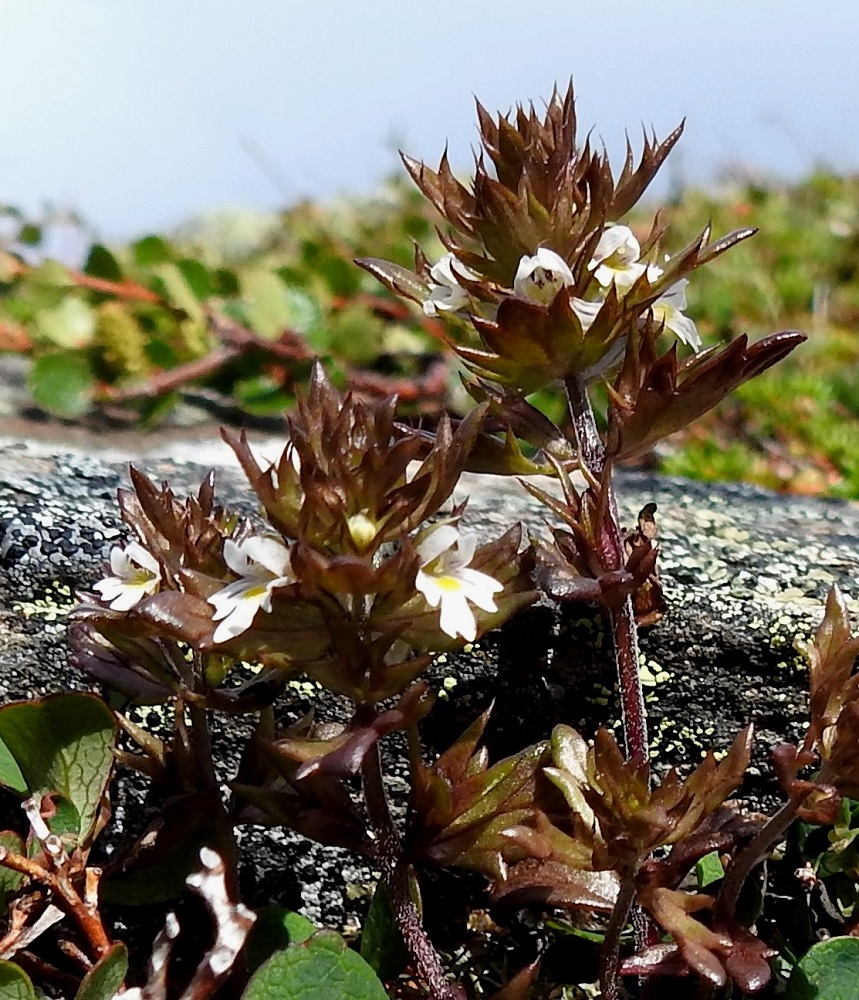 Euphrasia salisburgensis - otasilmäruohon kukinto on versoissa tähkämäisesti. Kukat ovat yksittäin tukilehtensä hangassa. Kukkien tukilehdet ovat varsinkin latvaosassa hampailtaan pitkäsuippuisen teräväkärkiset ja otapäiset. Tämä ominaisuus on antanut aiheen suomalaiselle lajinimelle. 17.7.2023. Copyright Hannu Kämäräinen.