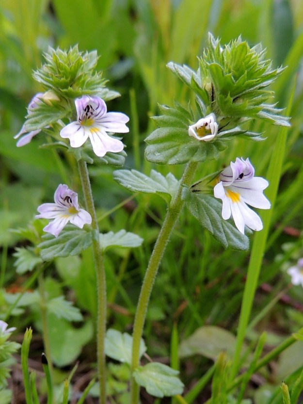 Euphrasia stricta - ketosilmäruohon kukat ovat yksittäin tukilehtensä hangassa. Teriö on päästään kaksihuulinen. Toisinaan teriön alahuuli voi olla kuvassa olevan hentoketosilmäruohon tavoin myös ylähuulta vaaleampi tai pohjaväriltään lähes valkoinen. Ks, Salla, Varpuselkä, Varpuselän tielenkin pohjoispäästä, ohi Tarsiolehdon (talo) lähtevä pikkutie, joka 2,0 km:n päässä ylittää pienen Kivihaaranjoen, tienlaitaruohikko sillan länsipuolella, 14.7.2015. Copyright Hannu Kämäräinen.