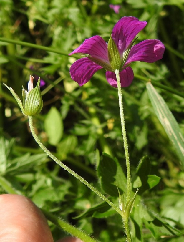 Geranium palustre - ojakurjenpolven kukkaperä on nuppuvaiheessa useimmiten nuokkuva ja kukintavaiheessa pysty tai eri suuntiin siirottava. Se on yleensä noin 25-50 mm pitkä ja hyvin tiheästi sekä pinnanmyötäisesti alaspäin hapsikarvainen. Kukkaperän tyvellä ovat kapeat ja pitkäsuippuisen teräväkärkiset tukilehdet, jotka ovat noin 5-10 mm pitkät ja leveimmältä kohtaa 0,5-1 mm leveät. Verhiö on erilehtinen, ja verholehtiä on viisi. Ne ovat suikean- tai soikeanpuikeat, otakärkiset, kalvoreunaiset ja vihreät sekä suonistaan hapsikarvaiset. Pituutta niillä on tavallisesti noin 10-12 mm ja leveyttä leveimmältä kohtaa noin 3-4 mm. Odan osuus pituudesta on 2-3 mm. EH, Hämeenlinna, Hauho, Hyömäki, Venehtiantien laide ja laitaoja Tyrnin tilan lähistöllä, 7.7.2021. Copyright Hannu Kämäräinen.