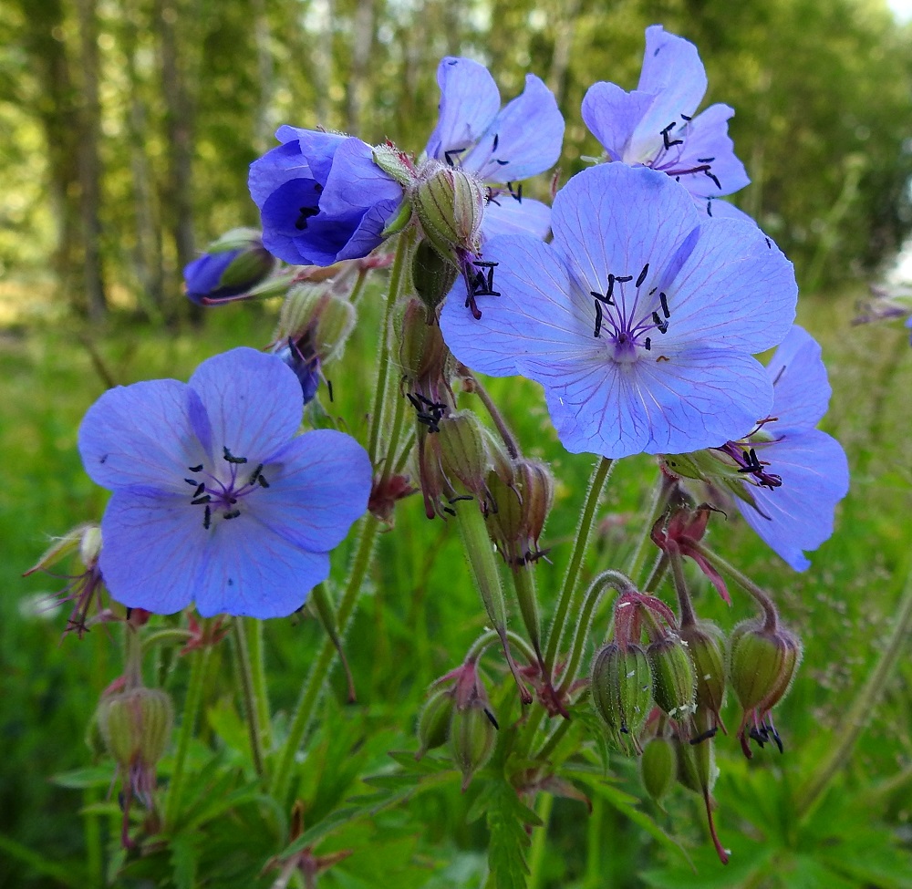 Geranium pratense - kyläkurjenpolven kukkaperä on reilusti nuokkuva nuppuvaiheessa ja kukinnan jälkeen, mutta oikenee hieman kukinnan aikana. Teriö on säteittäinen ja tavallisesti noin 30-40 mm leveä. Väri on toisinaan aivan sininen. Vain terälehtien suonissa näkyy sinipunaista sävyä. EK, Kotka, Halla, saaren eteläosan puuvarastoalue, ajouran laide, 27.6.2020. Copyright Hannu Kämäräinen.