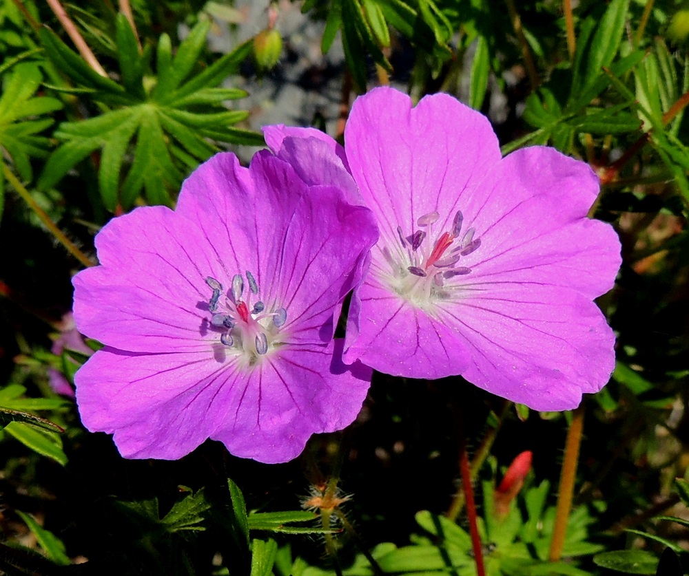 Geranium sanguineum - verikurjenpolven teriö on säteittäinen, punainen tai hyvin harvoin valkoinen ja tavallisesti noin 30-40 mm leveä. Erillisiä terälehtiä on viisi. Ne ovat leveän vastapuikeat, yleensä hieman lomittaiset, jyrkästi kapeaksi ja lyhyeksi tyviosaksi eli kynneksi suippenevat sekä lanttokärkiset. Heteitä on kymmenen, ja ne ovat lopulta noin 8-9 mm pitkät. Palhot ovat punertavat ja ponnet aluksi siniset. Palhojen tyvet peittävät kehänpäällisen sikiäimen. 8.6.2014. Copyright Hannu Kämäräinen.