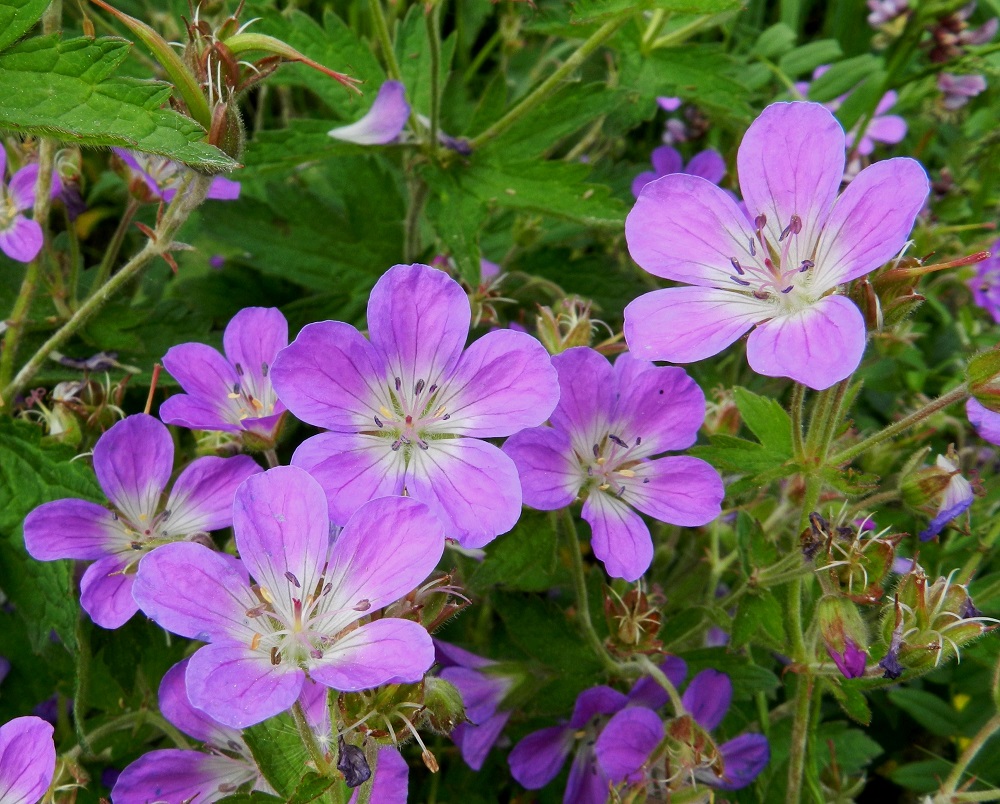 Geranium sylvaticum - metsäkurjenpolven kukat ovat useimmiten kaksineuvoisia. Teriö on säteittäinen ja yleisimmin sinipunainen sekä tyveltään valkoinen. Se on kaksineuvoisissa kukissa tavallisesti noin 25-35 mm leveä. Terälehtiä on lähes aina viisi ja joskus harvoin kuusikin, kuten kuvan toisena oikealta olevassa teriössä. EH, Hämeenlinna, Vuorentaka, Rääpiälä, Marssitien ja Nukarintien kulmauksessa olevan peltoalueen piennar, 11.6.2012. Copyright Hannu Kämäräinen.