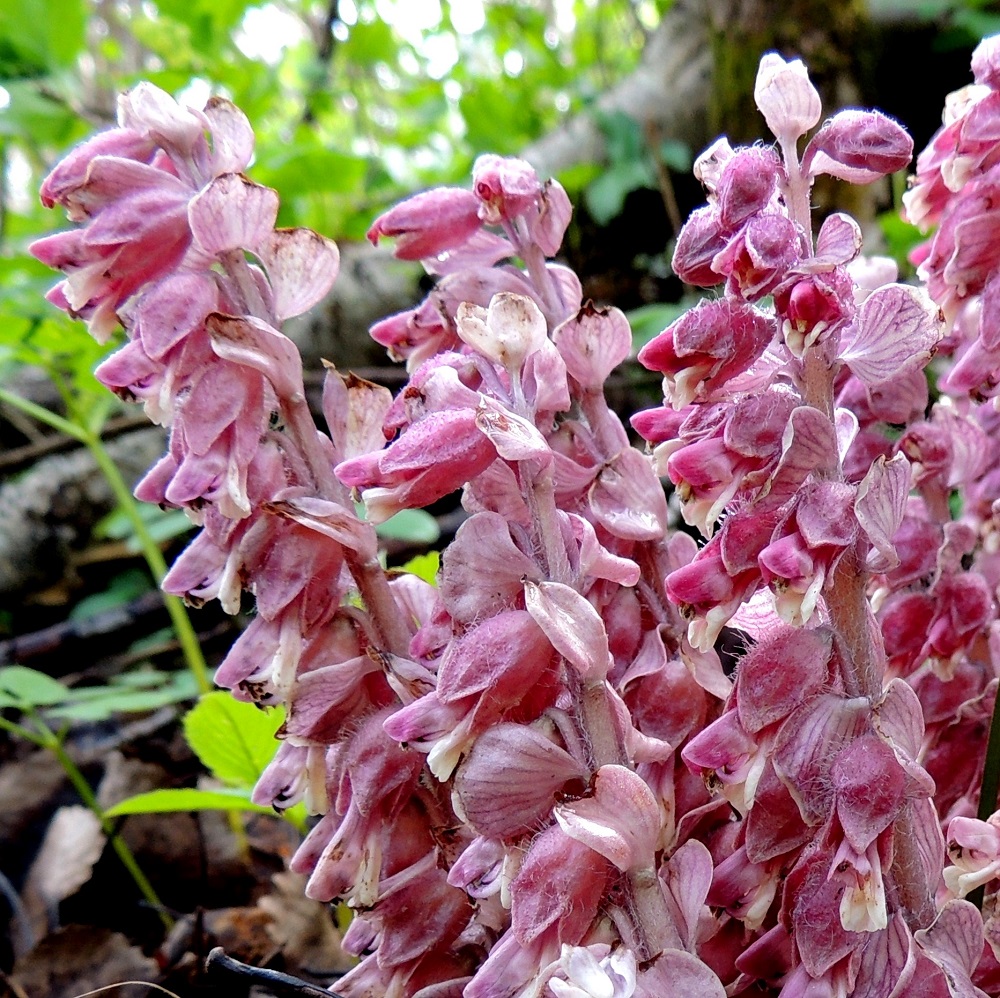 Lathraea squamaria - (pähkinä)suomukan kukkien tukilehdet ovat vaaleanpunertavat tai vaaleansinipunertavat ja suonitukseltaan tummemman sävyiset. Ne ovat ruodittomat, suomumaiset, ehyet ja pyöreähkön vastapuikeat sekä noin 10 mm läpimitaltaan. 14.5.2015. Copyright Hannu Kämäräinen.